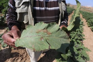 Israel sprays Gaza farms with poisonous gases, again