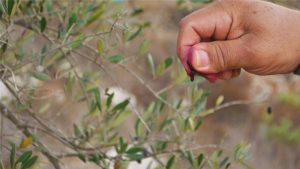 Palestinians mourn final Cremisan Valley olive harvest